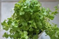Coriander Seed, Cilantro, Chinese Parsley, Dhania Seed - Pack of 100 Seeds - Image 4