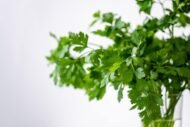 Coriander Seed, Cilantro, Chinese Parsley, Dhania Seed - Pack of 100 Seeds - Image 5