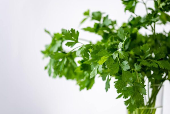 Coriander Seed, Cilantro, Chinese Parsley, Dhania Seed - Pack of 100 Seeds - Image 5