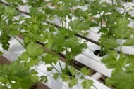 Coriander Seed, Cilantro, Chinese Parsley, Dhania Seed - Pack of 100 Seeds - Image 6