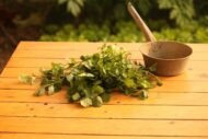 Coriander Seed, Cilantro, Chinese Parsley, Dhania Seed - Pack of 100 Seeds - Image 7