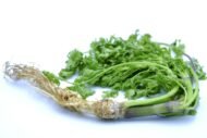 Coriander Seed, Cilantro, Chinese Parsley, Dhania Seed - Pack of 100 Seeds - Image 8