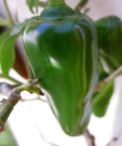 Hot Bullet Chilli Seeds 20 Seeds