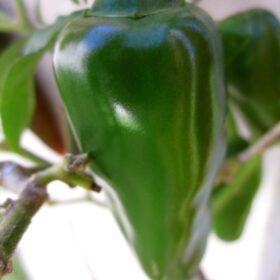 Hot Bullet Chilli Seeds 20 Seeds