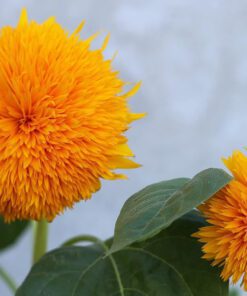 Sunflower Dwarf Teddy Bear Seed - 20 Seeds Pack