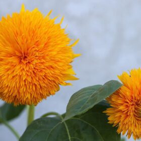 Sunflower Dwarf Teddy Bear Seed - 20 Seeds Pack