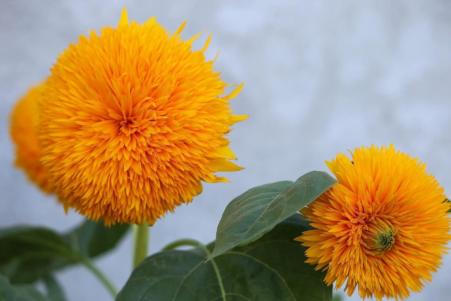 Sunflower Dwarf Teddy Bear Seed - 20 Seeds Pack