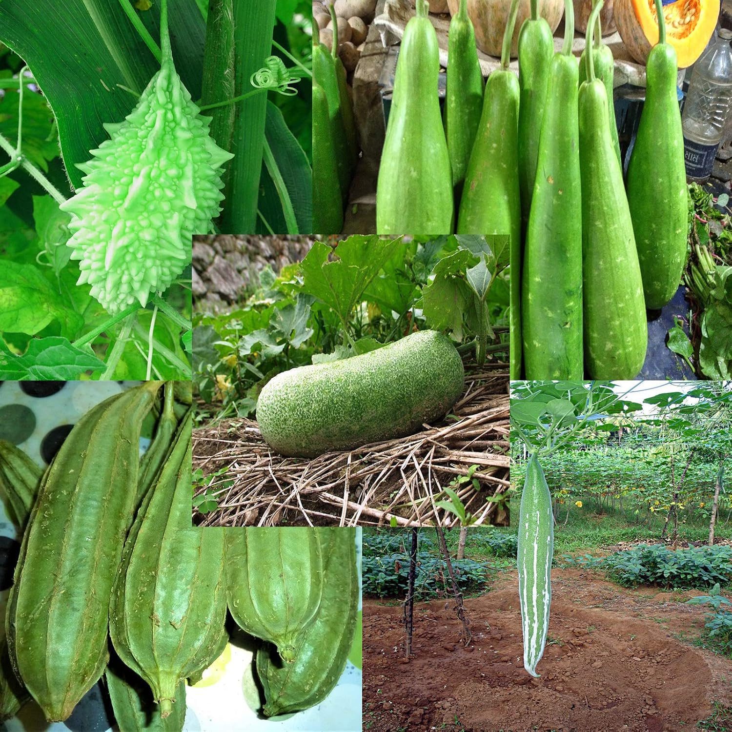 Combo 5 type of Gourd Seed Pack of 125 Seeds