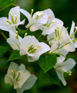 White Bougainvillea Flower Plant