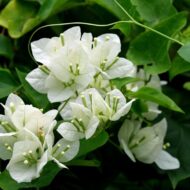 White Bougainvillea Flower Plant - Image 2