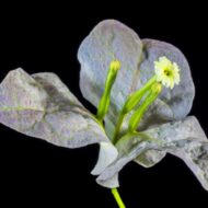 White Bougainvillea Flower Plant - Image 3