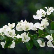 White Bougainvillea Flower Plant - Image 4