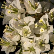 White Bougainvillea Flower Plant - Image 5