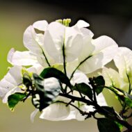 White Bougainvillea Flower Plant - Image 6