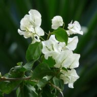 White Bougainvillea Flower Plant - Image 7