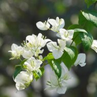 White Bougainvillea Flower Plant - Image 8