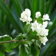 White Bougainvillea Flower Plant - Image 9