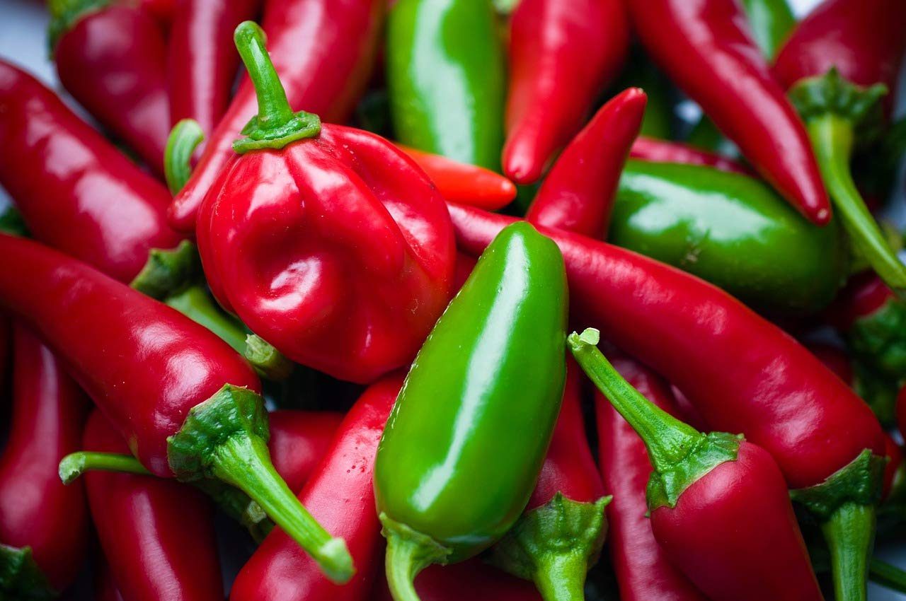 Hot Chilli Seeds Bullet 40 Seeds