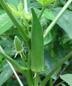 Okra Ladies Finger Vindi Seeds