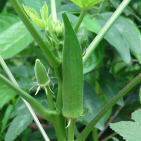 Okra Ladies Finger Vindi Seeds