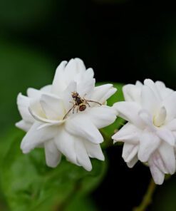 Mogra Live Plant Arabian Jasmine Flower Plant