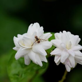 Mogra Live Plant Arabian Jasmine Flower Plant