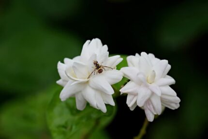 Mogra Live Plant Arabian Jasmine Flower Plant