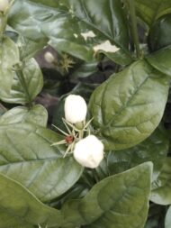 Mogra Live Plant Arabian Jasmine Flower Plant - Image 2