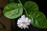 Mogra Live Plant Arabian Jasmine Flower Plant - Image 3