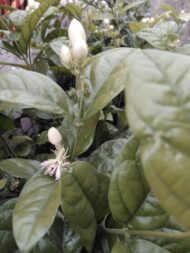 Mogra Live Plant Arabian Jasmine Flower Plant - Image 5
