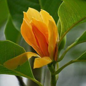 Orange Son Champa Michelia Plant