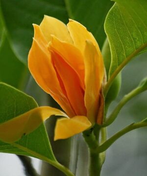 Orange Son Champa Michelia Plant