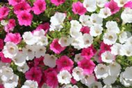 Petunia Flower Seeds - Image 3