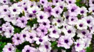 Petunia Flower Seeds - Image 6