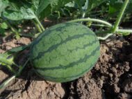 Crimson Sweet Watermelon Fruit Melon Seeds 10 Seeds - Image 4