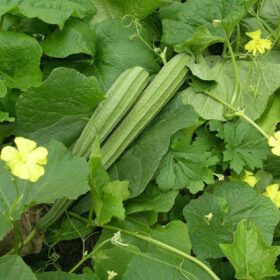 Ridge Gourd Seeds 25 Seeds