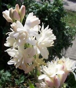 Rajanigandha Double Flowering Fragrant Flower Bulbs 5 Bulbs