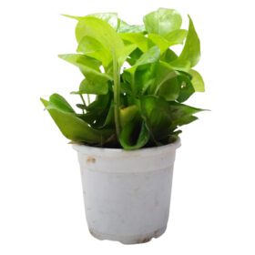 Air Purifying Good Luck Golden Neon Money Plant in White Plastic Pot