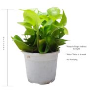 Air Purifying Good Luck Golden Neon Money Plant in White Plastic Pot - Image 2