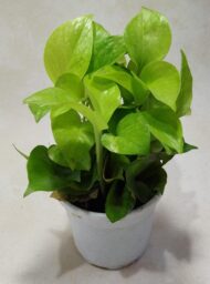 Air Purifying Good Luck Golden Neon Money Plant in White Plastic Pot - Image 3
