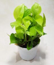 Air Purifying Good Luck Golden Neon Money Plant in White Plastic Pot - Image 4