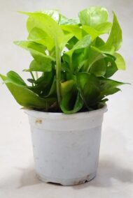 Air Purifying Good Luck Golden Neon Money Plant in White Plastic Pot - Image 5