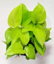 Air Purifying Good Luck Golden Neon Money Plant in White Plastic Pot - Image 6