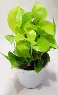 Air Purifying Good Luck Golden Neon Money Plant in White Plastic Pot - Image 8
