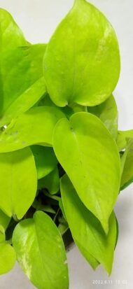 Air Purifying Good Luck Golden Neon Money Plant in White Plastic Pot - Image 9