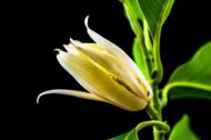 Orange Michelia Champa SonChampa Flower Plant