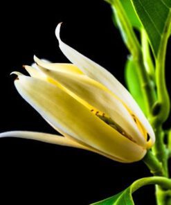 Orange Michelia Champa SonChampa Flower Plant