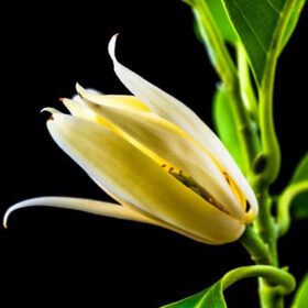 Orange Michelia Champa SonChampa Flower Plant