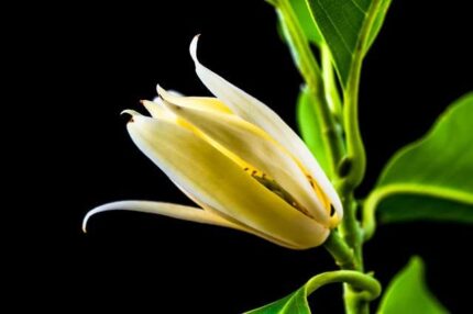 Orange Michelia Champa SonChampa Flower Plant
