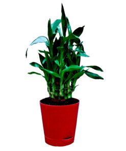 Air Purifying Good Luck 2 Layer Lucky Bamboo Plant in Red Self Pot
